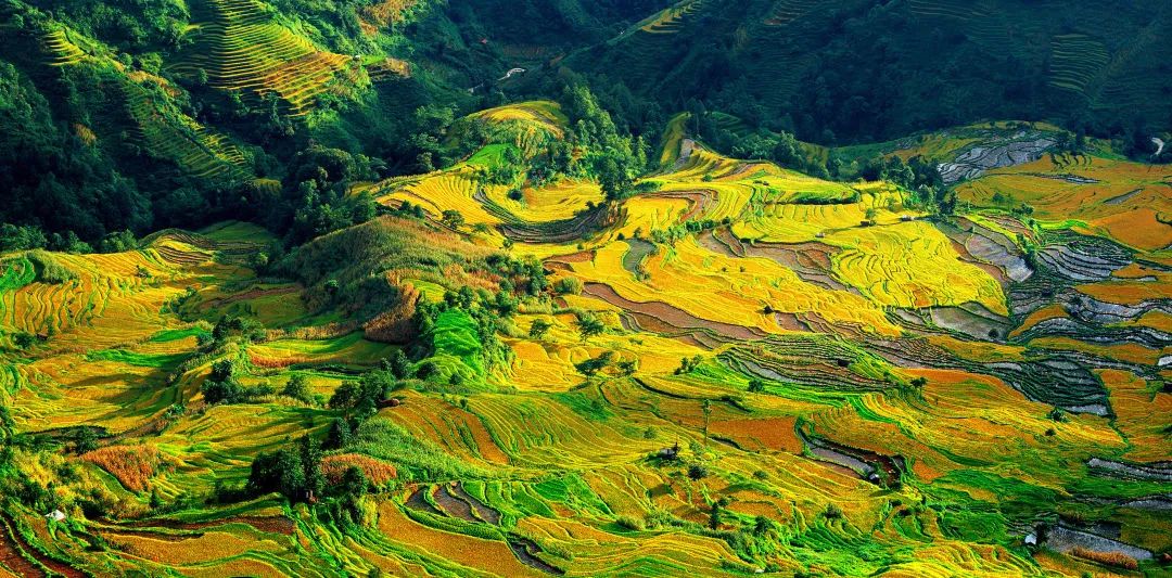 九月的元阳哈尼梯田爱上只需要一秒