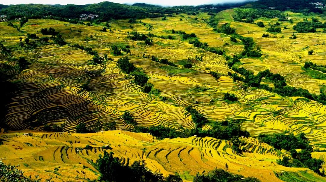 九月的元阳哈尼梯田爱上只需要一秒
