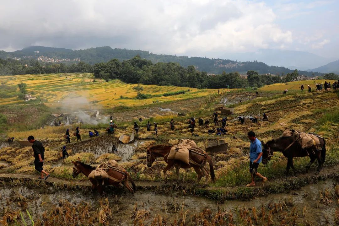 九月的元阳哈尼梯田爱上只需要一秒