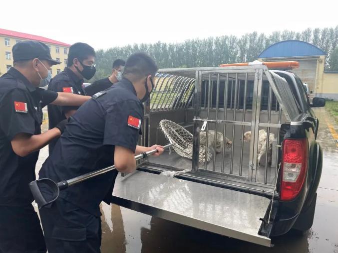 我为群众办实事民警巧抓流浪狗平息夜半扰民声