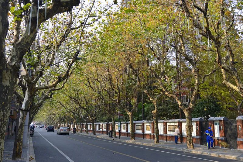 317条2955公里细数上海林荫道的这十一年