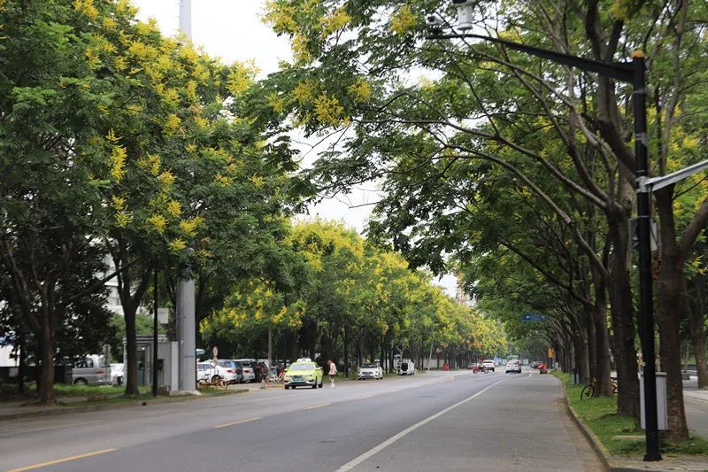 树-江湾城路(殷行路-清波路)金丝垂柳-北江燕路(浦鸥路-浦锦路)栾树