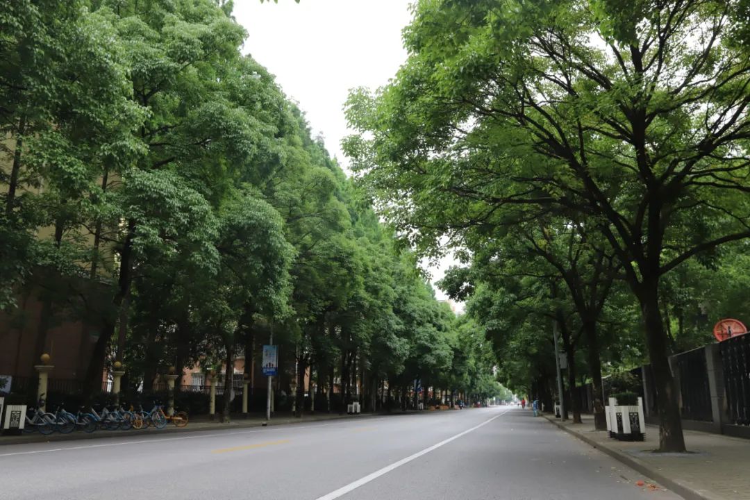 317条2955公里细数上海林荫道的这十一年