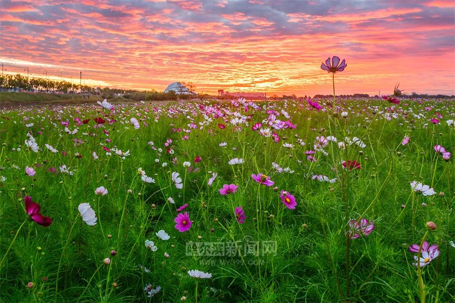 平沙格桑花海图片