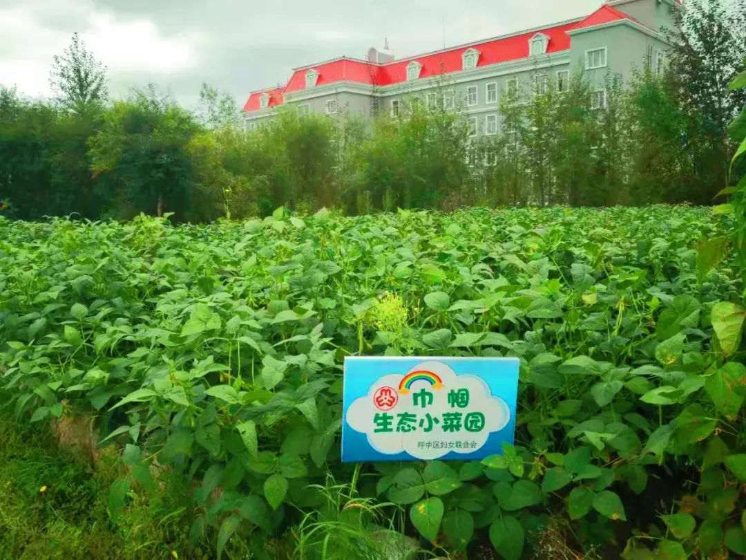 赛巾帼生态小菜园呼中区建设巾帼生态小菜园打造菜园经济