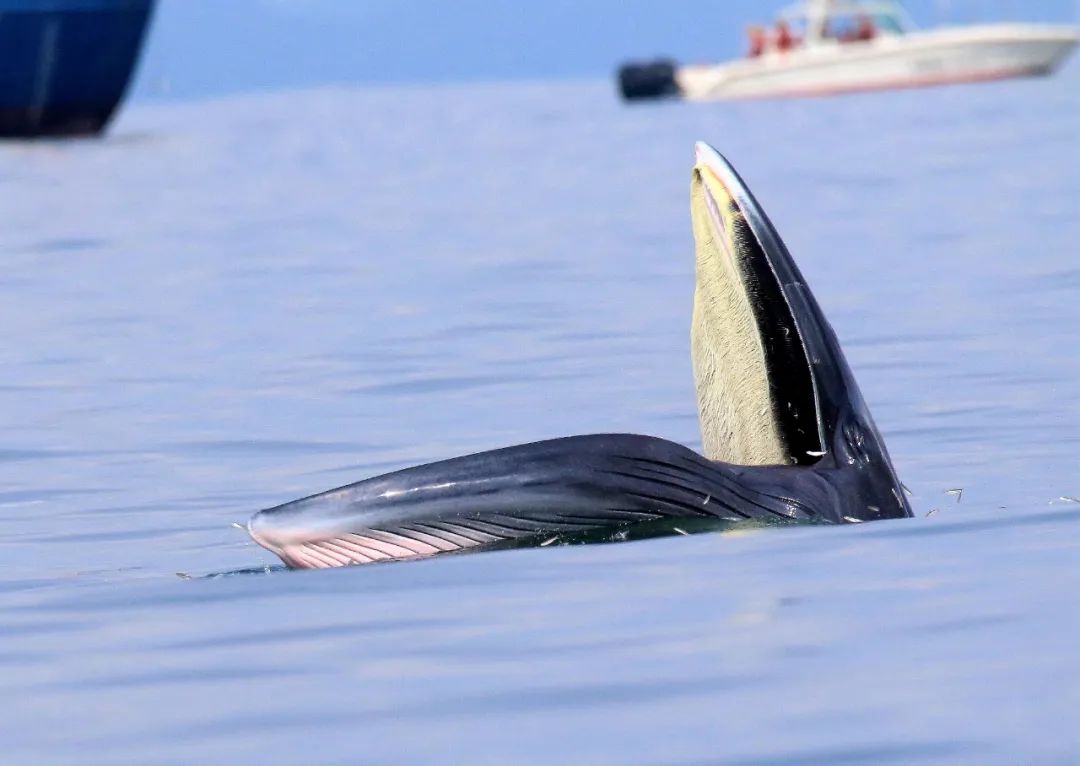 深圳人以后还能看到近岸布氏鲸吗？