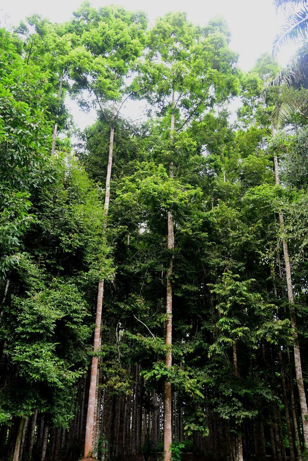 cop15西双版纳对望天树保护的探索之路