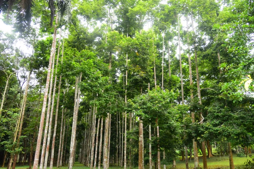 cop15西双版纳对望天树保护的探索之路