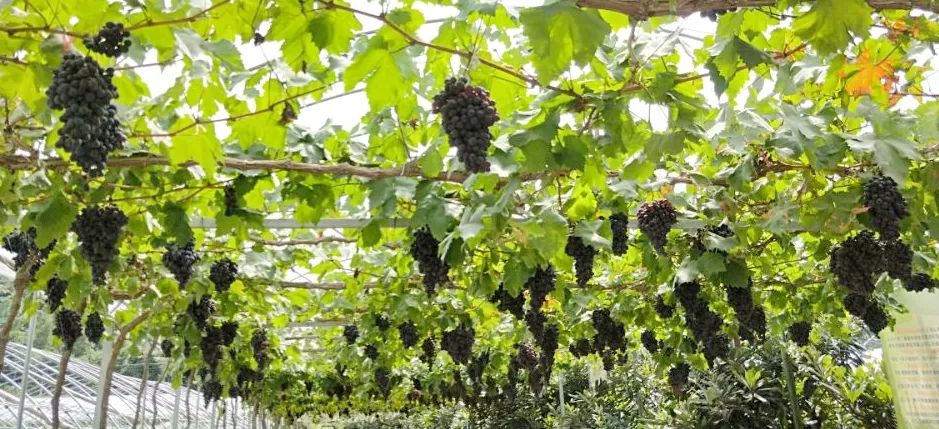 葡萄采摘季,麻江最好吃的葡萄在这里!