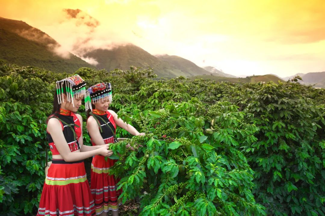 【走进乡村看小康】央视直播带你探秘"中国咖啡第一村"!