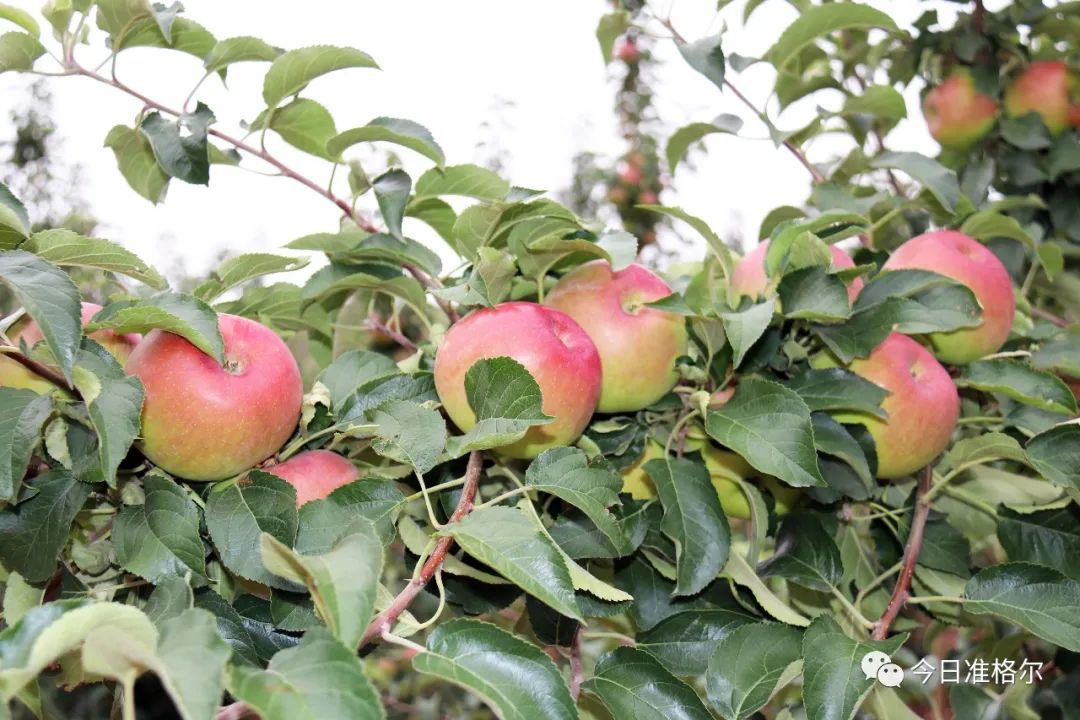 头条德胜有梁村2300亩苹果树结出致富果