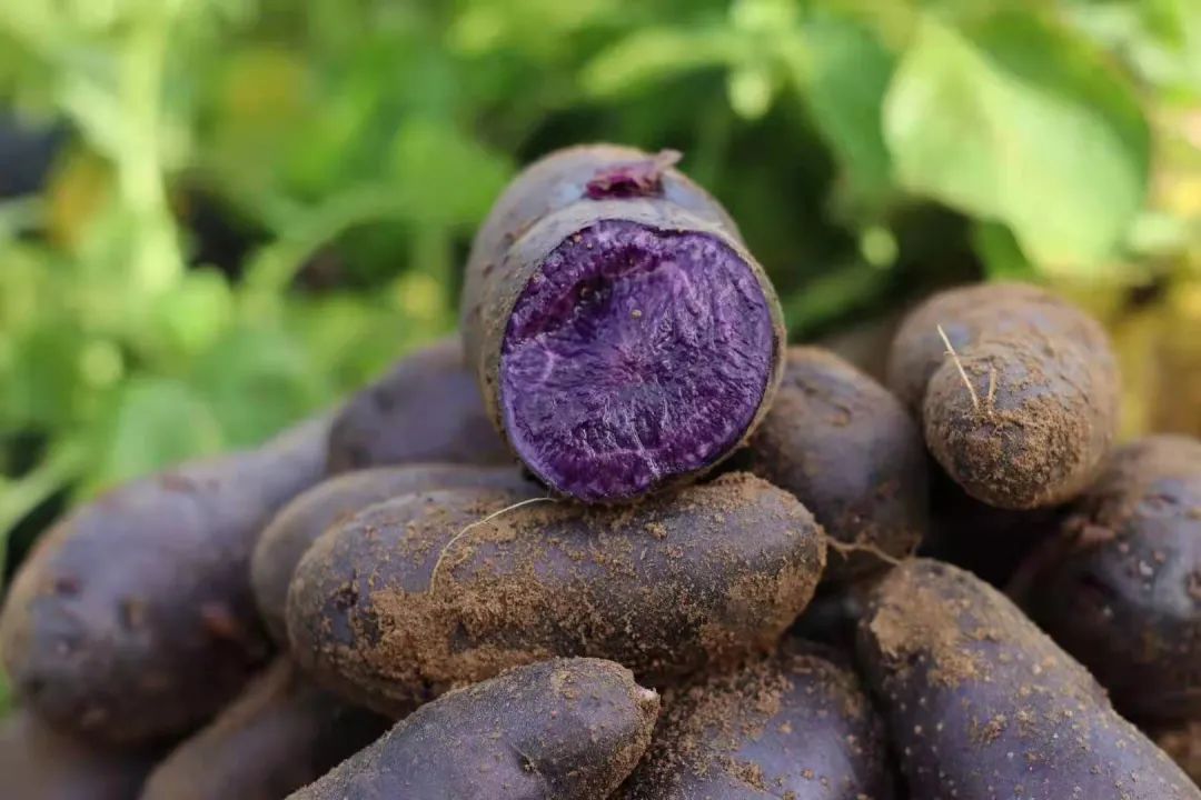 紫土豆的功效与作用图片
