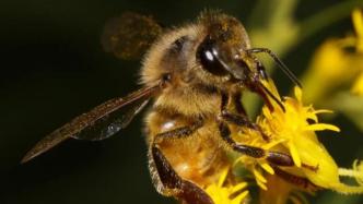 没有蜜蜂，90%的水果会消失，生态系统将崩溃 | 李建科