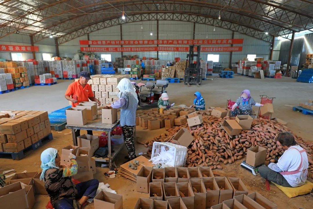 滦南:快递烟薯销售忙