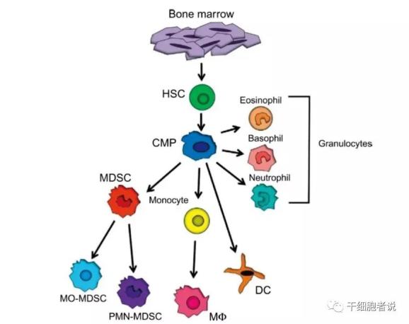 【科学普及】免疫细胞家族成员:mdscs