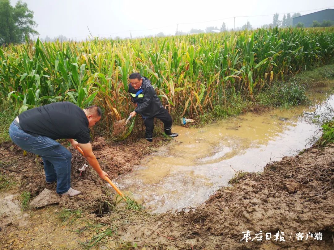 雨后农田内涝 党员干部紧急排水