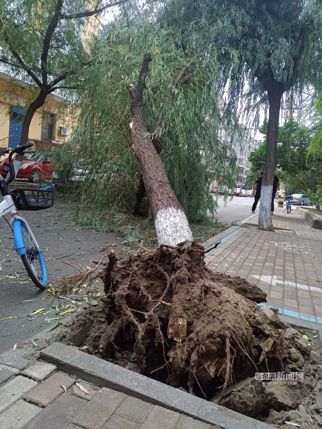 曲线街上一辆货车剐倒了一棵柳树