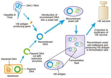 重组蛋白疫苗是将编码一种抗原(如新冠病毒表面蛋白)的dna插入细菌或