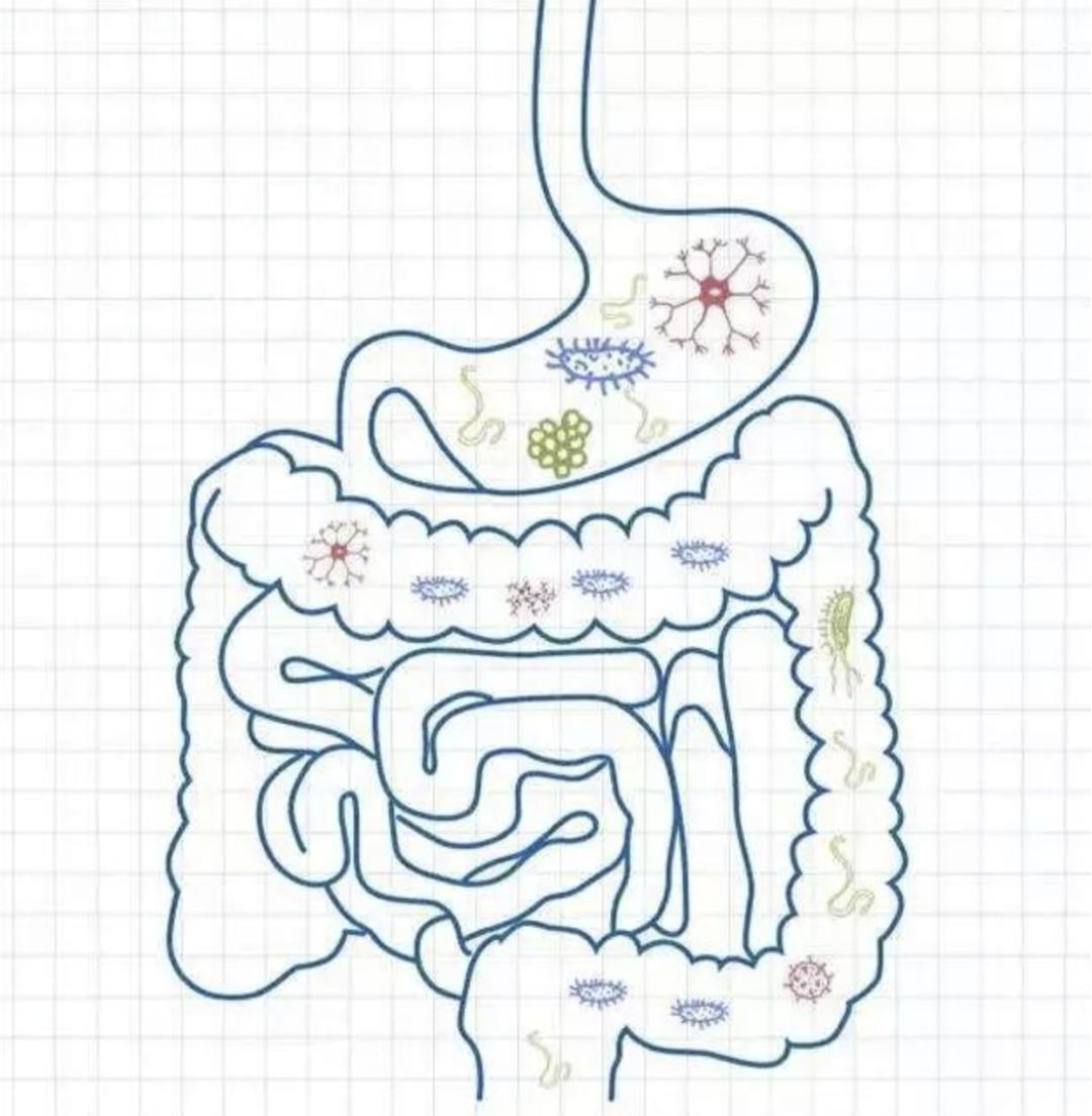 人进食到排便过程图图片