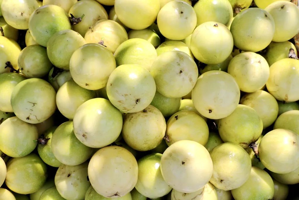 百亩黄金果产值300万