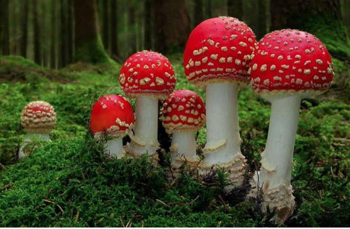 红伞伞白杆杆害人毒菇可别馋
