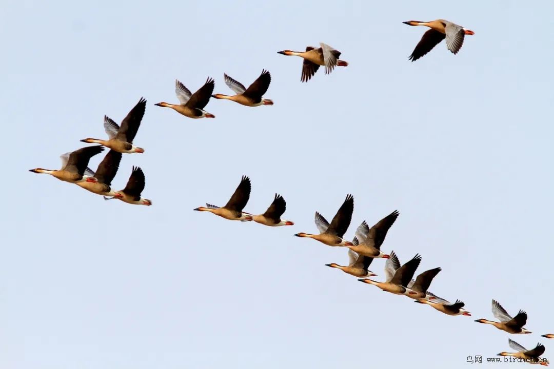 一候 | 鸿雁来物华将尽时,飞禽迁徙寒.