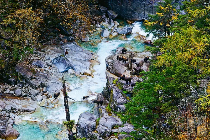 cop15看騰衝一起來認識高黎貢山裡的明星物種六不像神獸