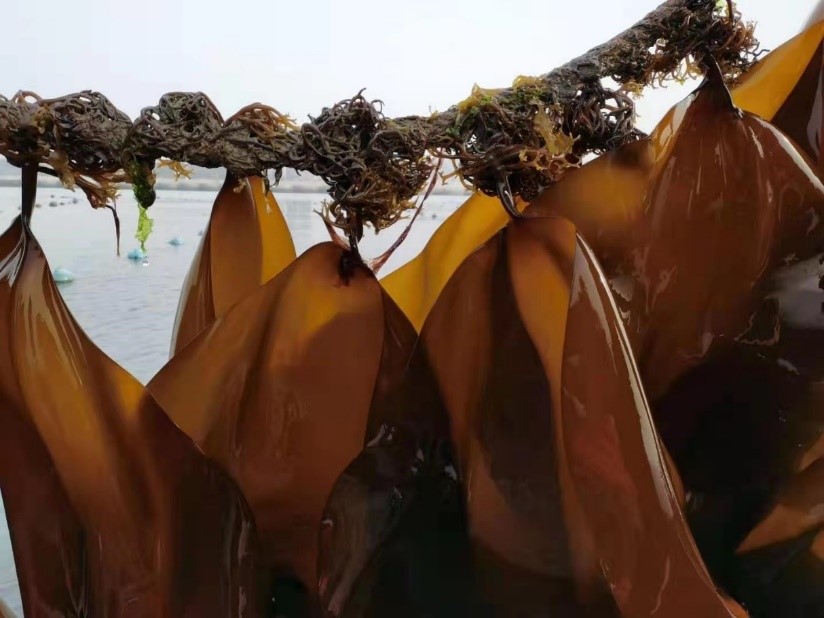 杂交海带新品种"中宝1号"上榜推动我国海带良种产业化发展