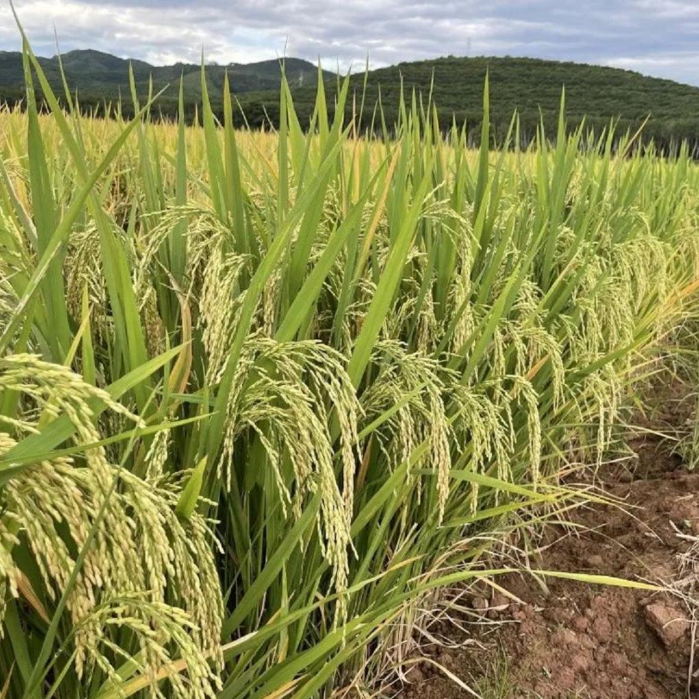 稻浪飘香勐腊万亩水稻又稻一年丰收季