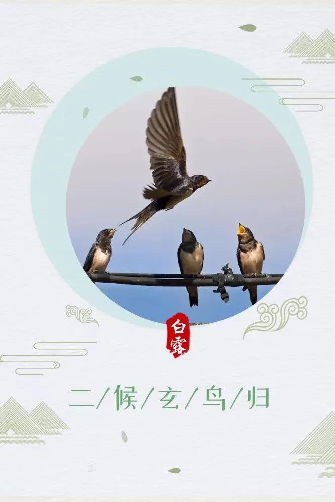 只为温暖过冬鸿雁二月北飞 八月南飞一候鸿雁来将白露分为三候中国