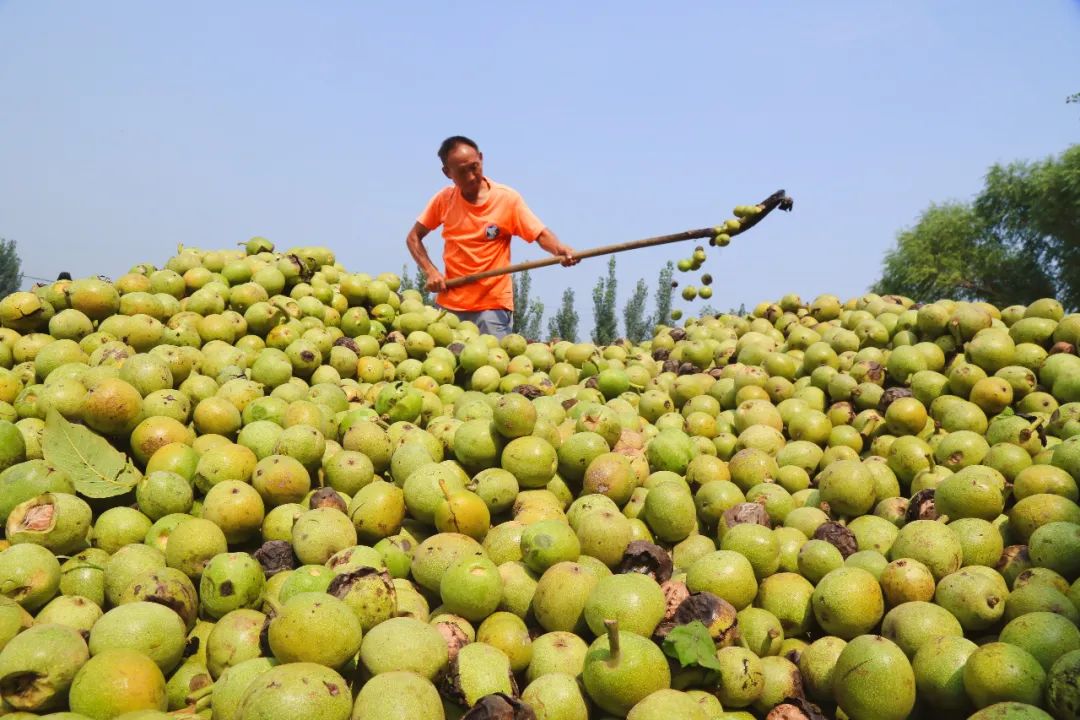 白露到磁县核桃开打喽