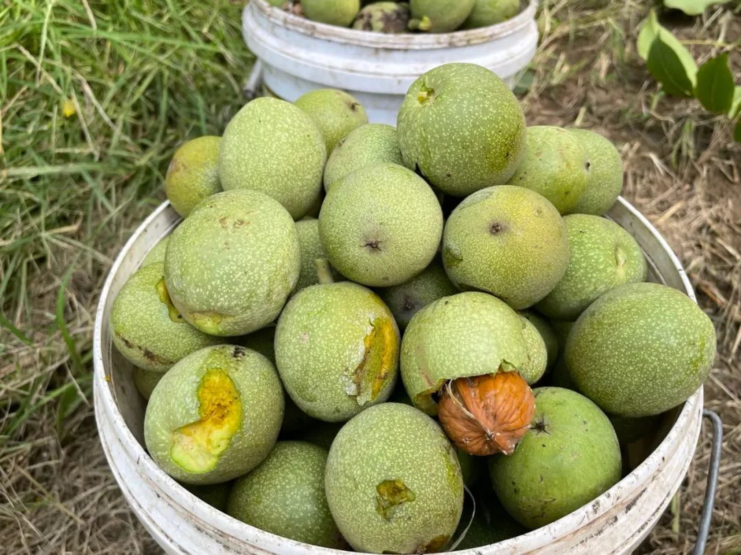 白露到磁县核桃开打喽