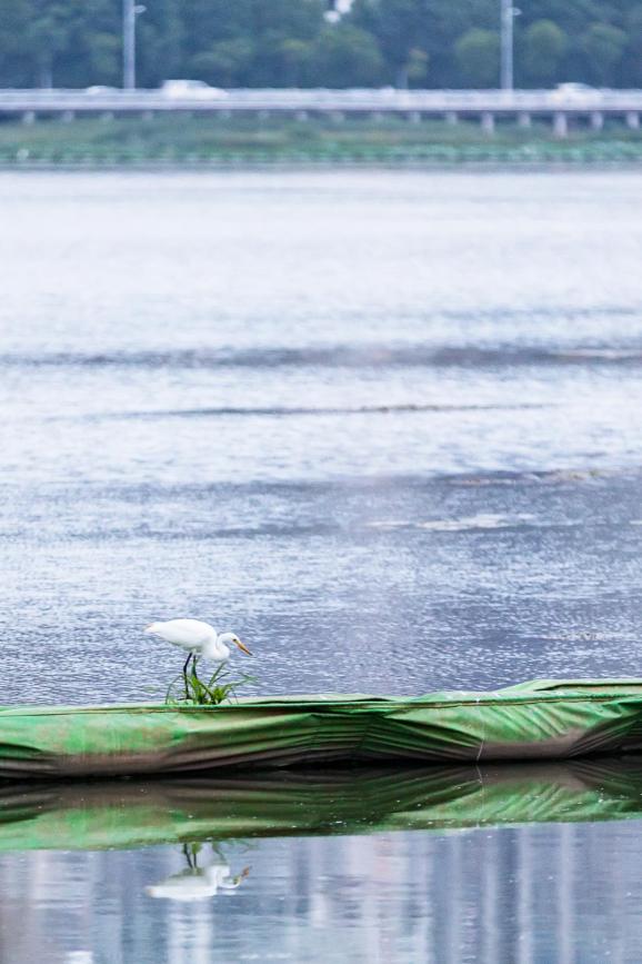 白露| 白露时节白鹭飞,湖边赏秋防落水
