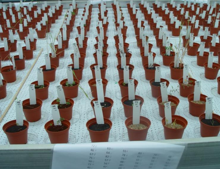 如何把菜种到太空去