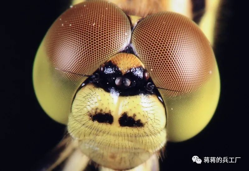 蜻蜓的三只单眼图片
