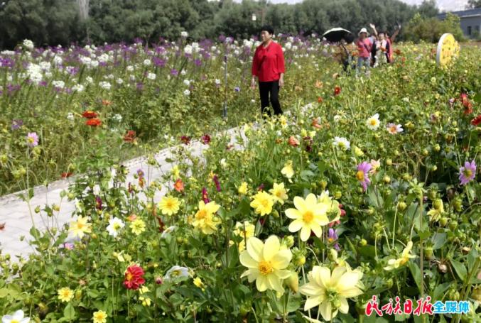 刘家峡花海图片