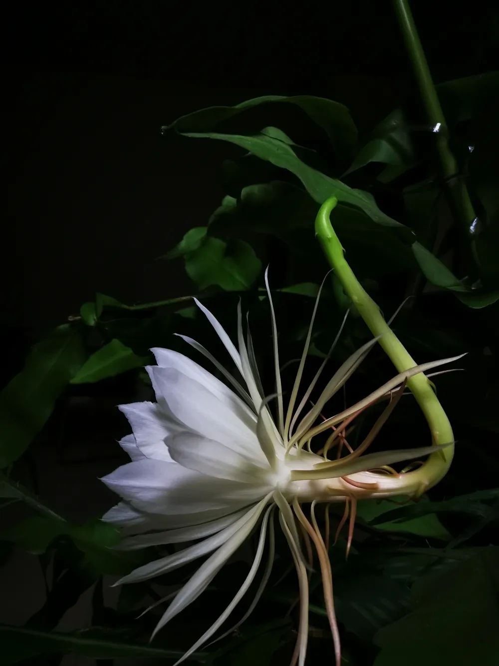 法官文苑月下仙子昙花