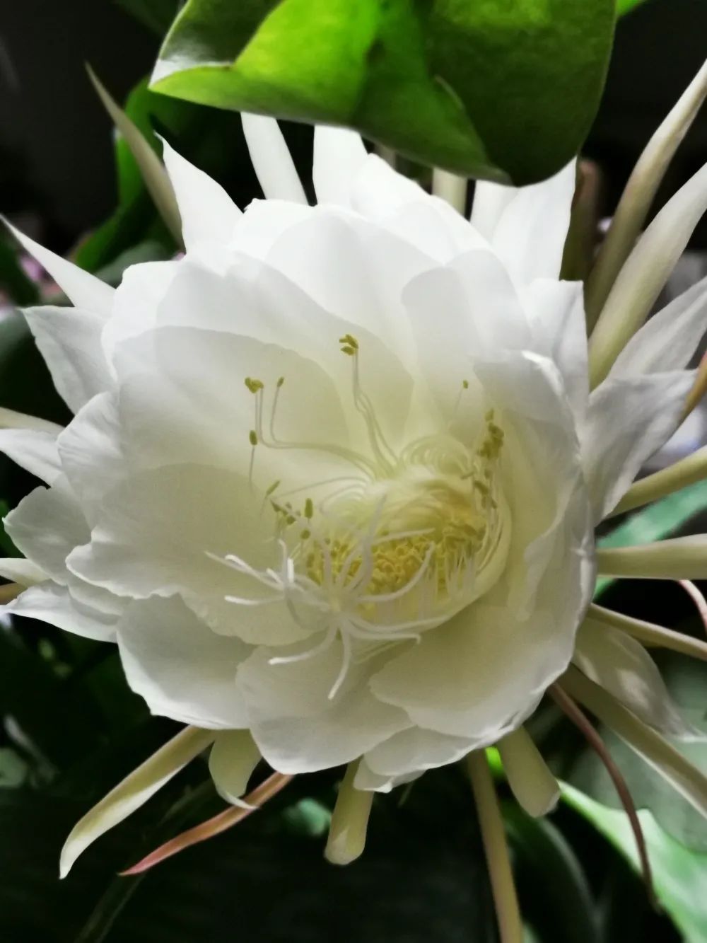 法官文苑月下仙子昙花