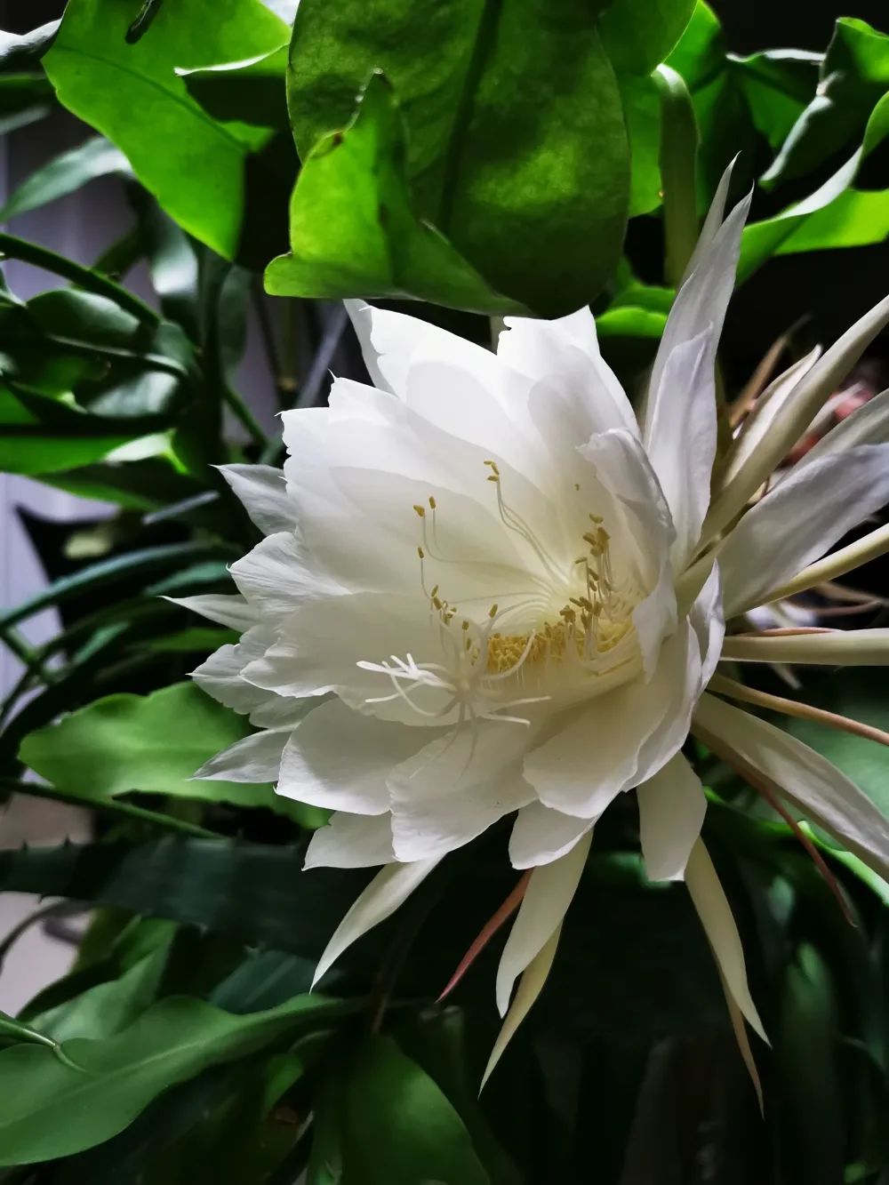 法官文苑月下仙子昙花