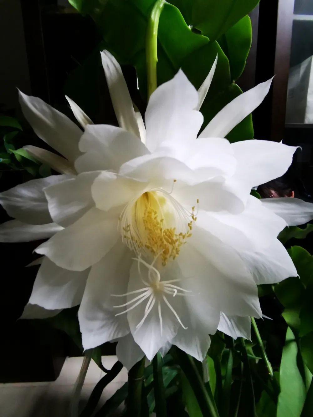 法官文苑月下仙子昙花