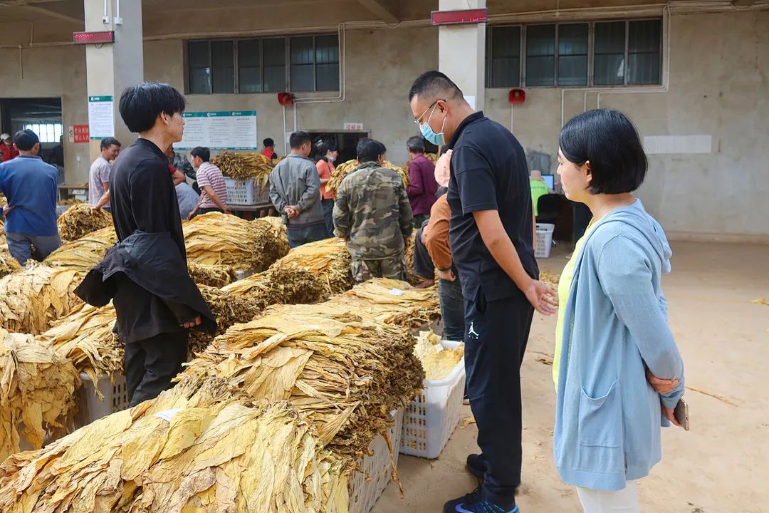 华宁县人民法院党组书记,院长陶金一行到宁州烟站点调研烟叶收购期间