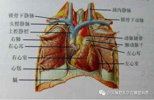 你了解自己的心肺能力吗