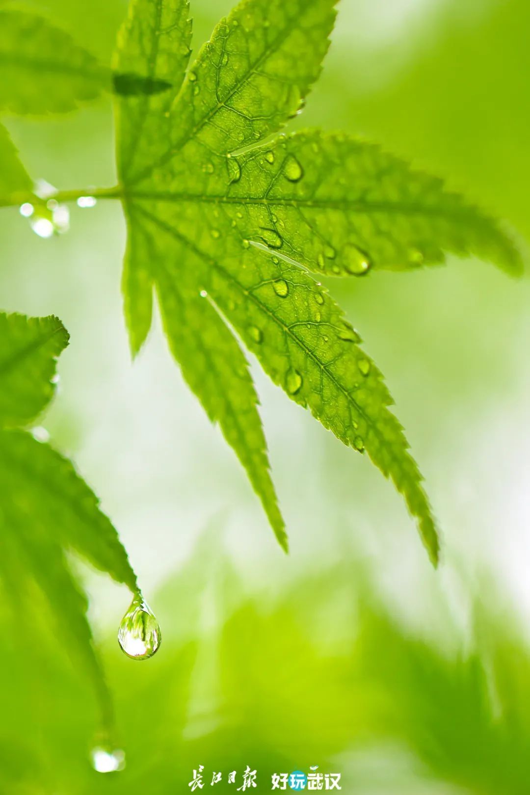 今日清风邂逅白露秋又来