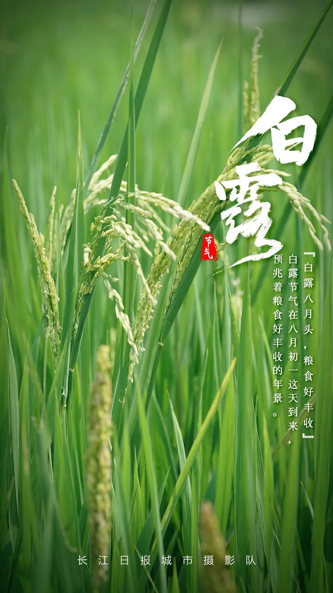 今日清风邂逅白露秋又来