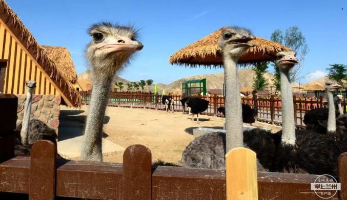 必看蘭州野生動物園建設進展如何一起搶鮮探營