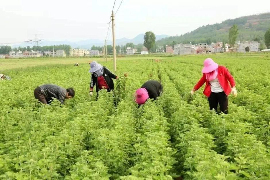 河南艾草种植基地图片