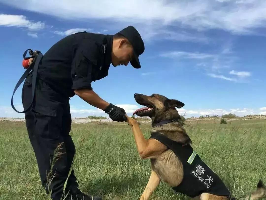 执法先锋汪警官图片