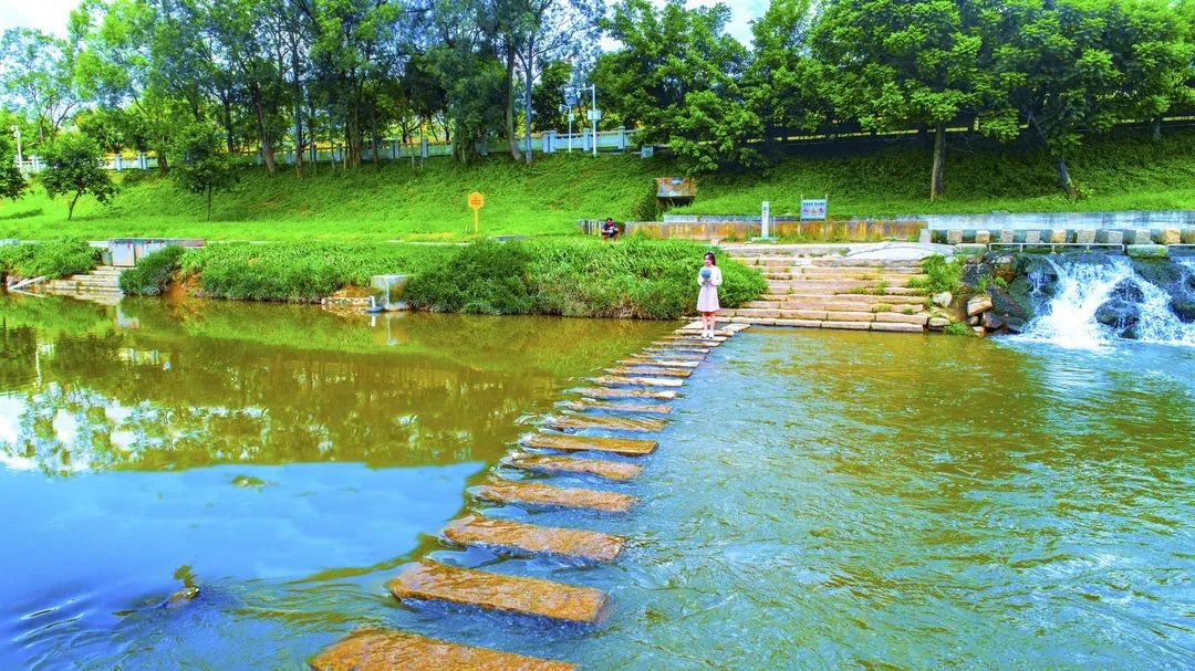 美哭藏在龙岗的这片治愈花海瞒不住啦