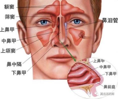 鼻颌缝的解剖位置图片图片