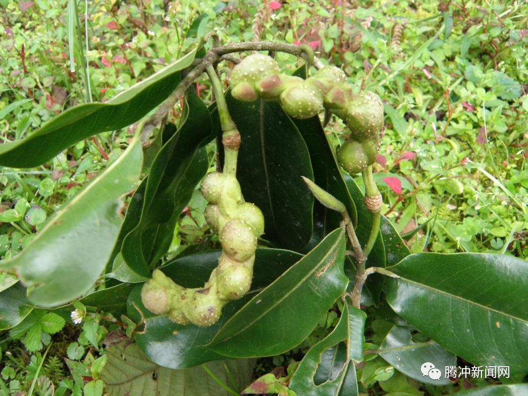网上有这么一首诗来形容长蕊木兰:"晶莹剔透味芬芳,飘逸多姿喜气扬.